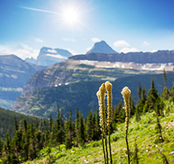 Montana - Glacier National Park